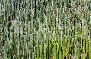 Cacti, growing by a solid wall.