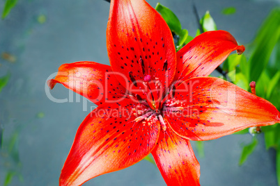 Flower of a red lily on a blue background.