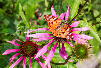 Beautiful butterfly on a bright flower of an ekhinotseiya.