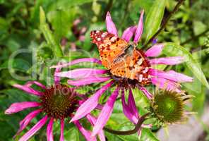 Beautiful butterfly on a bright flower of an ekhinotseiya.
