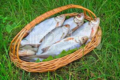Wattled basket with the caught fish on the river bank.