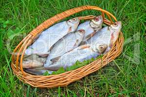 Wattled basket with the caught fish on the river bank.