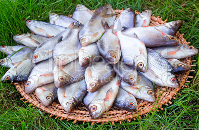 River fish (carp) and the greens on a round dish.
