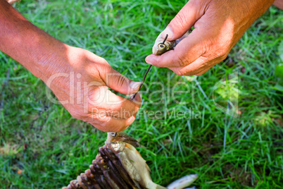 The caught catch of fish in hands at the fisherman.