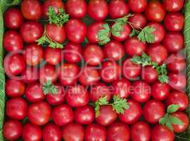 Ripe tomatoes of bright red color of the small size.