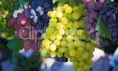 Fruits of grapes of various grades on a shop show-window