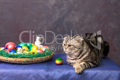 British Shorthair Cat and Easter eggs