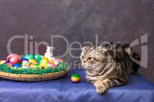 British Shorthair Cat and Easter eggs