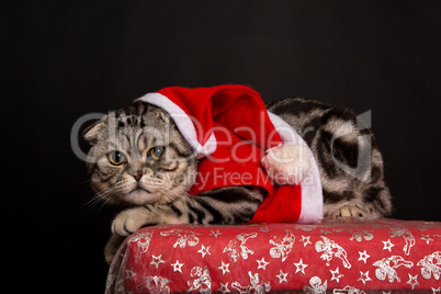 Cat in a suit of Santa Claus