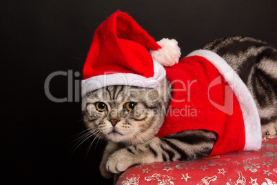 Cat in a suit of Santa Claus