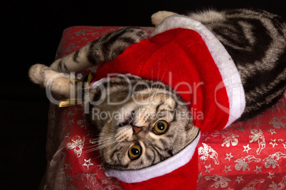 Cat in a suit of Santa Claus