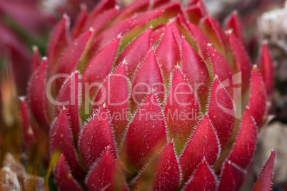 Sempervivum flower