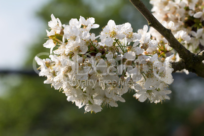 Spring flowering of fruit trees