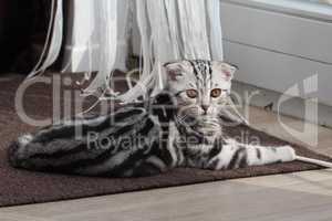 British Shorthair kitten