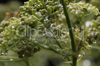 Spider crawling on a plant