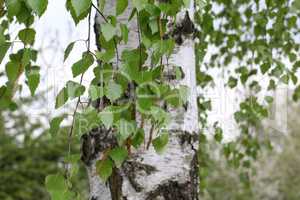 Birch leaves