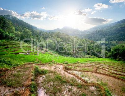 Green rice fields