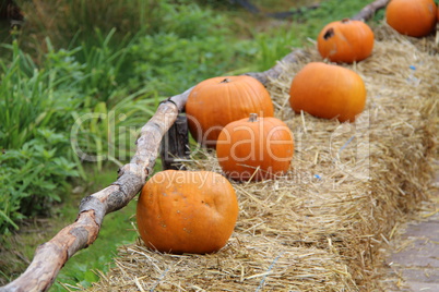 Pumpkins