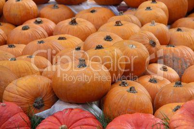 Pumpkins