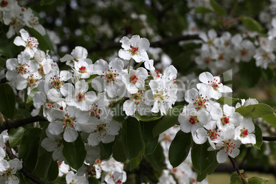 Spring flowering of fruit trees