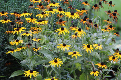 Yellow flowers