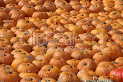 Pumpkins