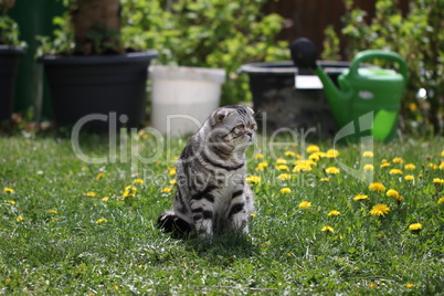 British Shorthair kitten