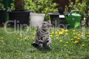 British Shorthair kitten