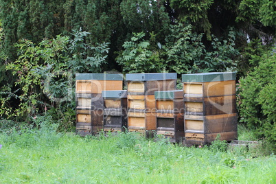 Apiary