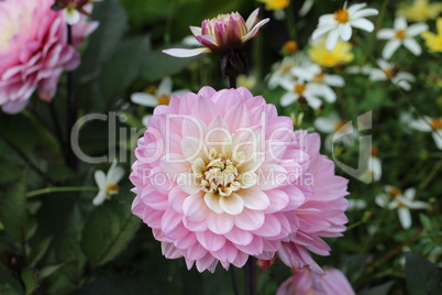 Dahlia