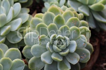 Echeveria