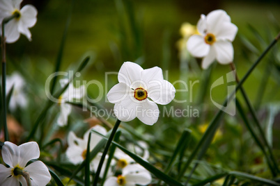 White flowers