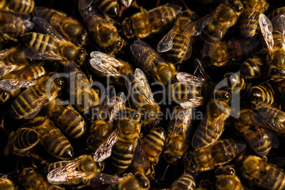 Bees in beehive