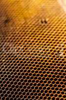 Honeycomb cells closeup from beehive