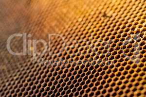 Honeycomb cells closeup from beehive