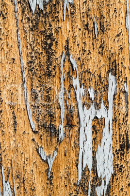 Old wood texture