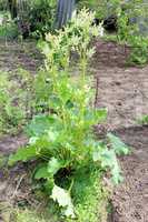 Young flowers of rhubarb in the spring