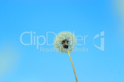 dandelion on the sky background