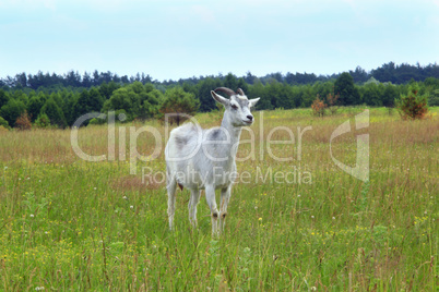 Goat on the pasture