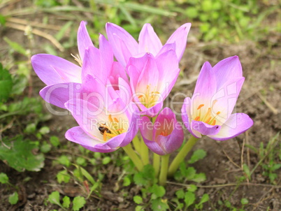 pink flowers of colchicum autumnale