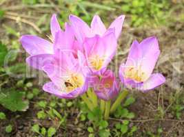 pink flowers of colchicum autumnale