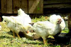 hens eat on the poultry farm