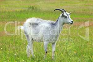 Goat on the pasture