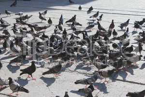 many pigeons feeding on the road