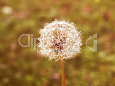 Retro looking Dandelion picture