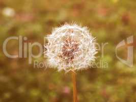 Retro looking Dandelion picture