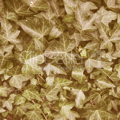 Retro looking Ivy picture