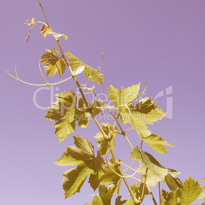 Retro looking Grapevine vitis