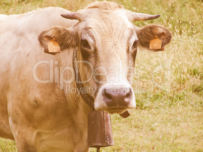 Retro looking Fisheye view of Cow mammal