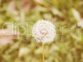 Retro looking Dandelion flower